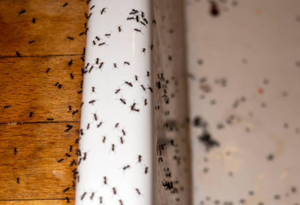 Best Affordable Pest Control Services  in Bernice, LA