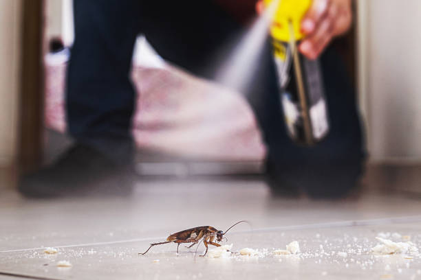 Best Insect Control  in Bernice, LA